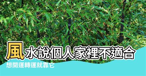 鳥巢蕨風水|蕨類植物風水：讓家中綠意盎然，聚財招運的秘訣 – 植物盆栽綠寶典